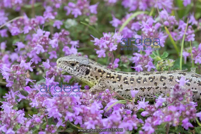 : Sand Lizard - adult female in purple flowers - Germany : Sand Lizard - adult female in purple flowers - Germany