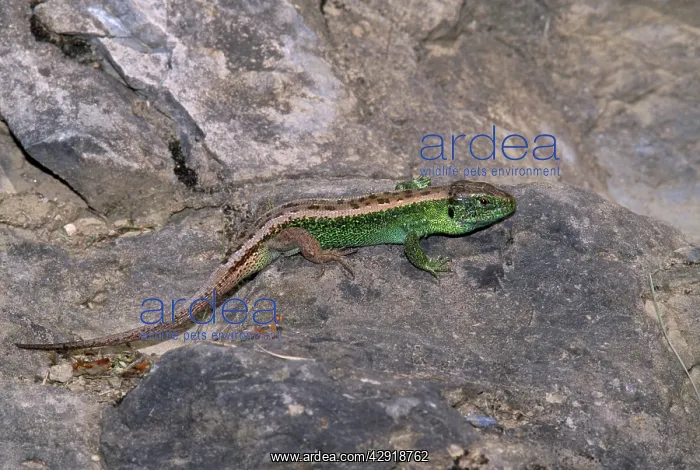 : Sand Lizard - breeding colours : Sand Lizard - breeding colours