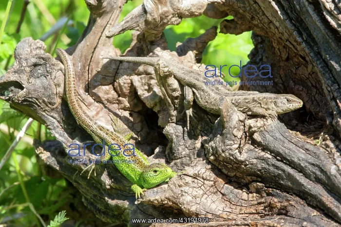 : Sand Lizard couple on a stump - France : Sand Lizard couple on a stump - France