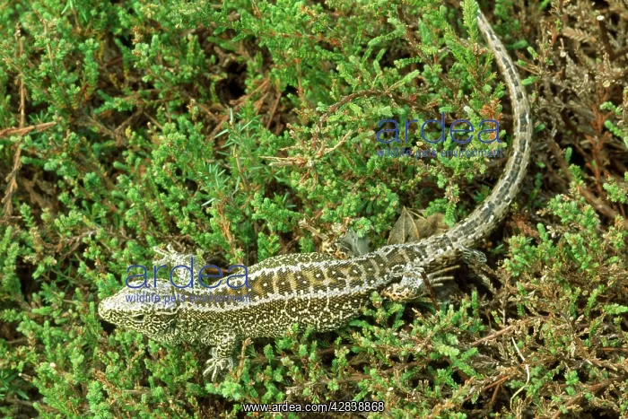 : Sand Lizard - endangered in UK : Sand Lizard - endangered in UK
