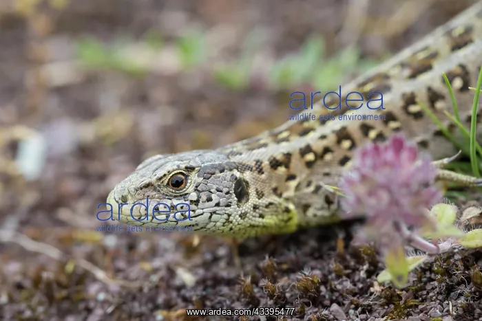  : Sand Lizard female