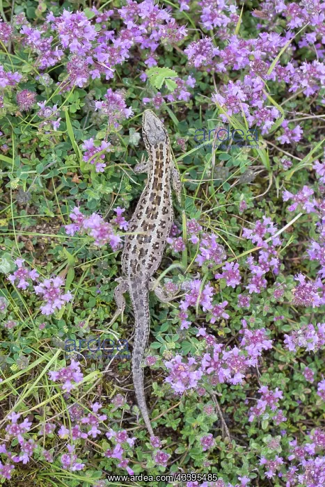 : Sand Lizard female : Sand Lizard female