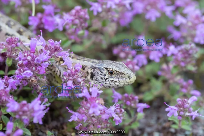 : Sand Lizard female : Sand Lizard female