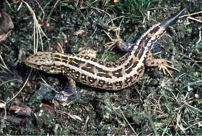 : SAND LIZARD - female, with regrowing tail : SAND LIZARD - female, with regrowing tail