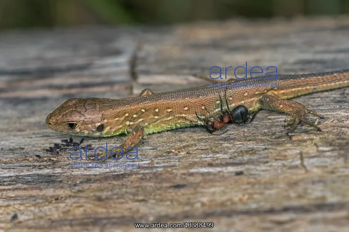 : Sand Lizard (Lacerta agilis) got bitten by a Red : Sand Lizard (Lacerta agilis) got bitten by a Red