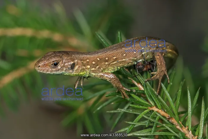 : Sand Lizard (Lacerta agilis) got bitten by a Red : Sand Lizard (Lacerta agilis) got bitten by a Red