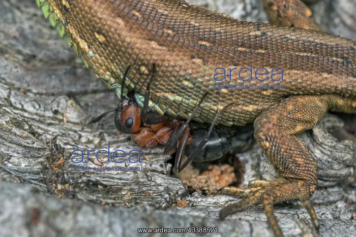 : Sand Lizard (Lacerta agilis) got bitten by a Red : Sand Lizard (Lacerta agilis) got bitten by a Red