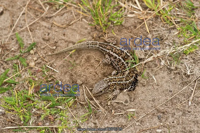 : Sand Lizard (Lacerta agilis). Laying eggs. Molslaboratoriet : Sand Lizard (Lacerta agilis). Laying eggs. Molslaboratoriet