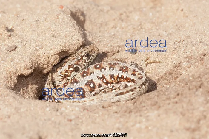 : Sand Lizard (Lacerta agilis) lying in the sand : Sand Lizard (Lacerta agilis) lying in the sand