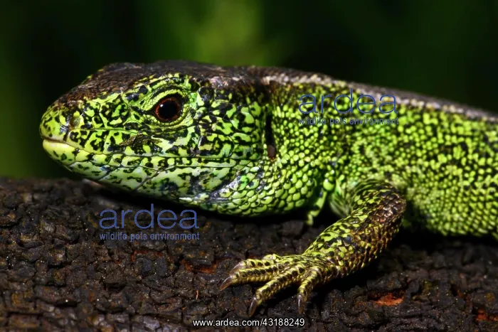 : Sand lizard (Lacerta agilis), male, Schleswig-Holstein : Sand lizard (Lacerta agilis), male, Schleswig-Holstein