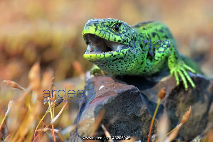: Sand lizard (Lacerta agilis), male in breeding colours : Sand lizard (Lacerta agilis), male in breeding colours