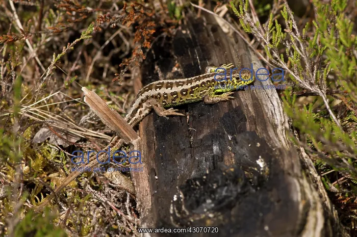 : Sand Lizard (Lacerta agilis). Melby Overdrev, Denmark : Sand Lizard (Lacerta agilis). Melby Overdrev, Denmark