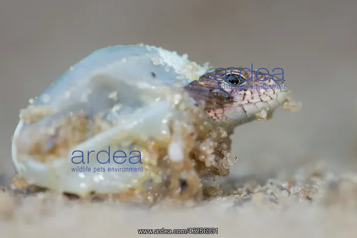 : Sand Lizard (Lacerta agilis) young hatching, Th : Sand Lizard (Lacerta agilis) young hatching, Th