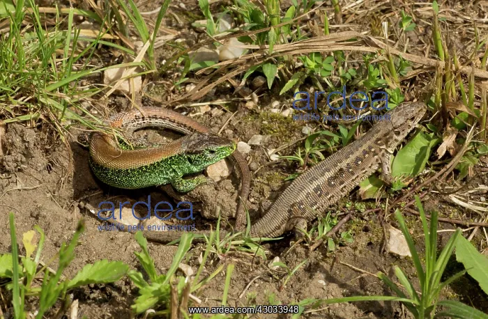 : Sand Lizard male and female courting in breeding season : Sand Lizard male and female courting in breeding season