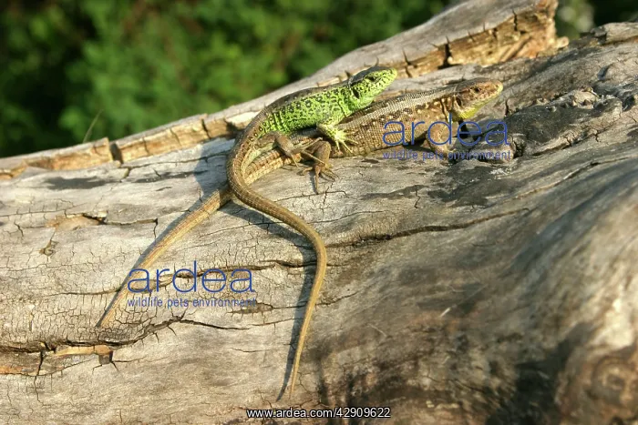 : Sand Lizard - two mating : Sand Lizard - two mating