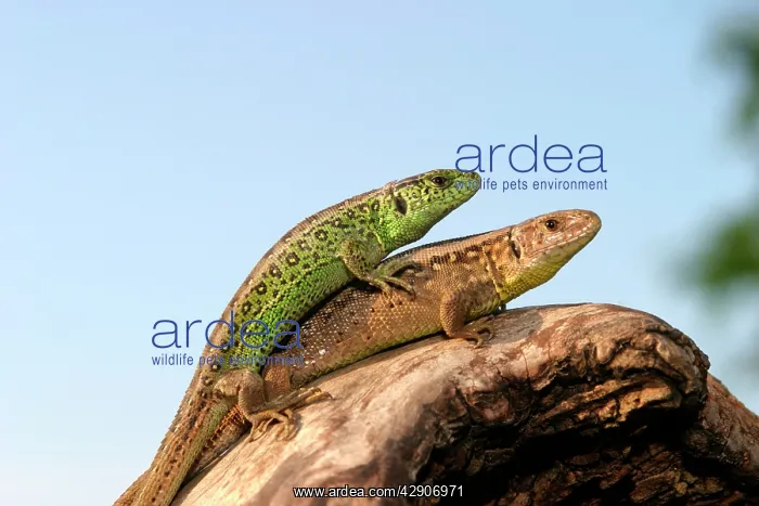 : Sand Lizard - pair mating (male on top) : Sand Lizard - pair mating (male on top)