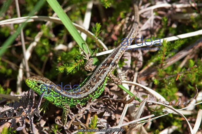 : Sand Lizard - Single adult male basking on heathland : Sand Lizard - Single adult male basking on heathland