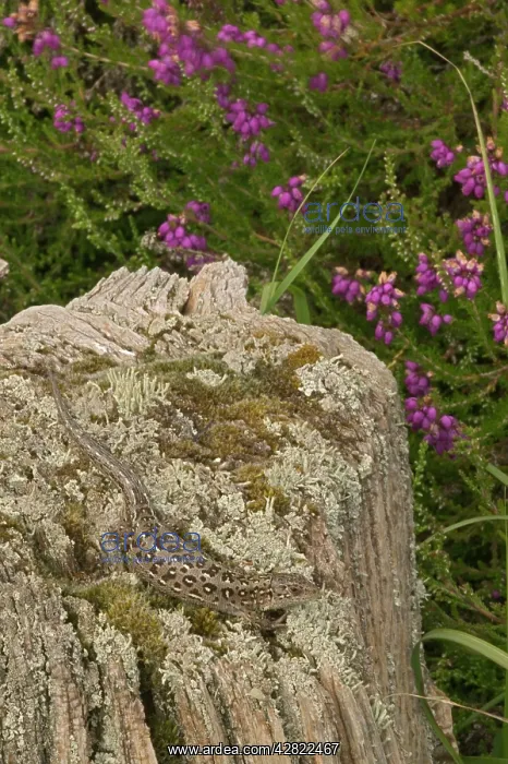 : Sand Lizards : Sand Lizards