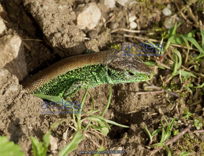 : Sand Lizards brightly-coloured male in breeding : Sand Lizards brightly-coloured male in breeding