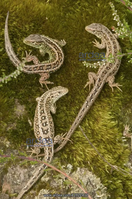 : Sand Lizards - Protected species - Being reintroduced : Sand Lizards - Protected species - Being reintroduced