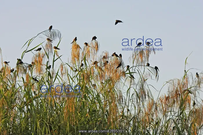 : Sand Martin : Sand Martin