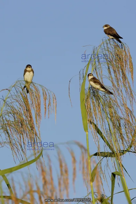  : Sand Martin