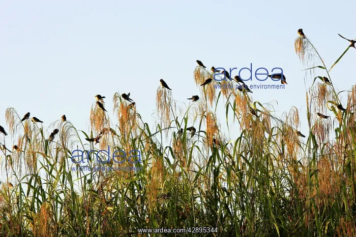 : Sand Martin : Sand Martin