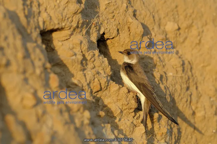 : Sand Martin : Sand Martin