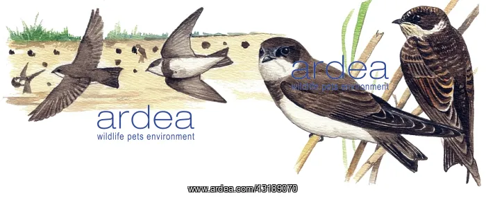 : Sand Martin : Sand Martin