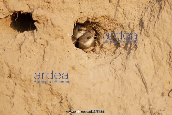 : Sand Martin : Sand Martin