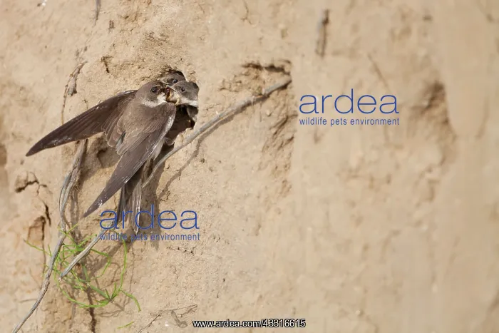 : Sand Martin : Sand Martin