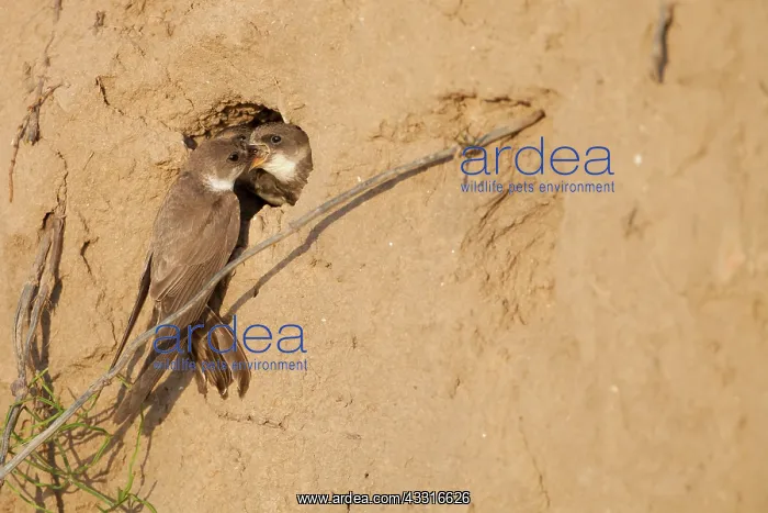 : Sand Martin