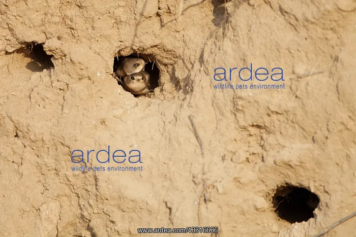 : Sand Martin : Sand Martin