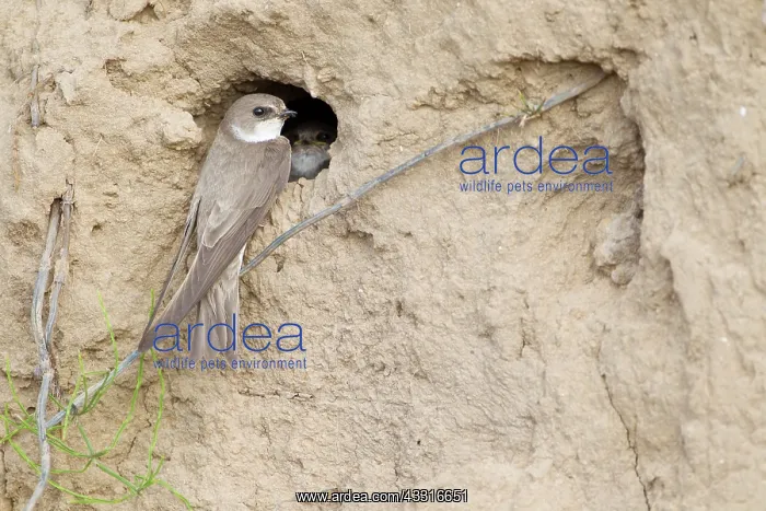 : Sand Martin : Sand Martin