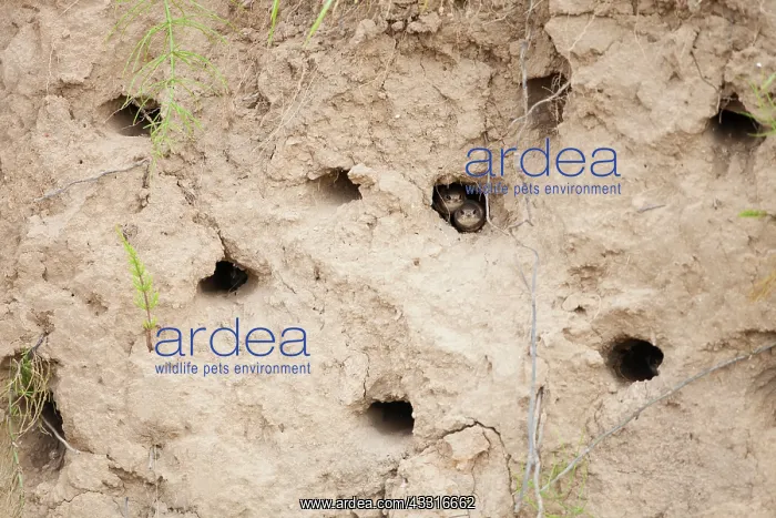 : Sand Martin : Sand Martin