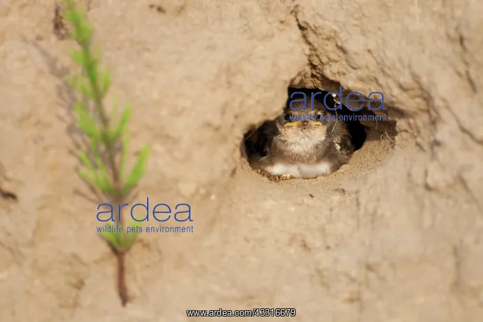 : Sand Martin : Sand Martin
