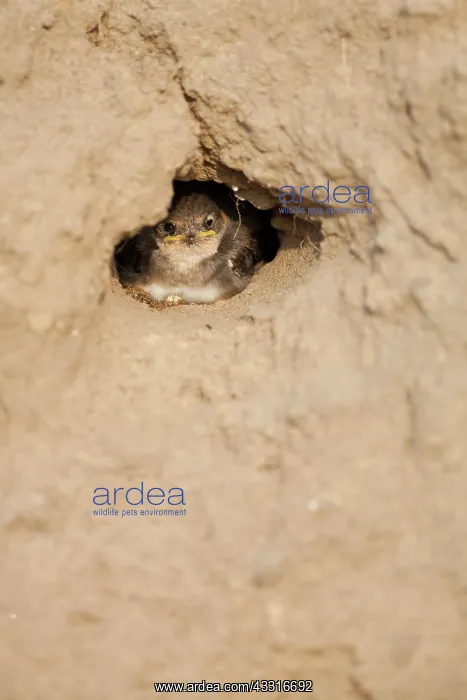 : Sand Martin : Sand Martin