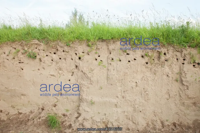 : Sand Martin : Sand Martin
