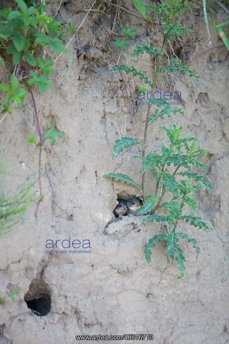 : Sand Martin : Sand Martin