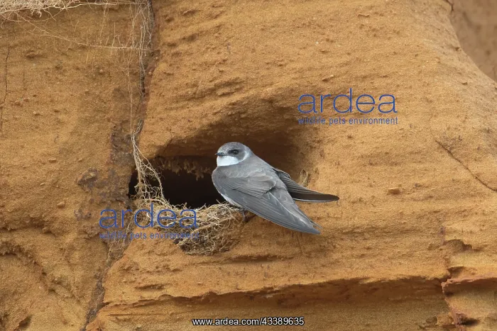 : Sand Martin : Sand Martin