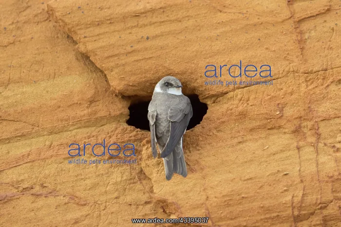 : Sand Martin : Sand Martin