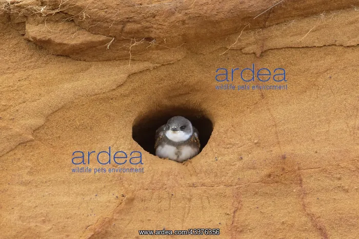 : Sand Martin - adult bird at entrance to nest - Germany : Sand Martin - adult bird at entrance to nest - Germany