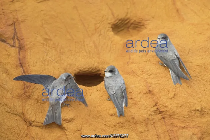 : Sand Martin - adult birds at entrance to nest - Germany : Sand Martin - adult birds at entrance to nest - Germany