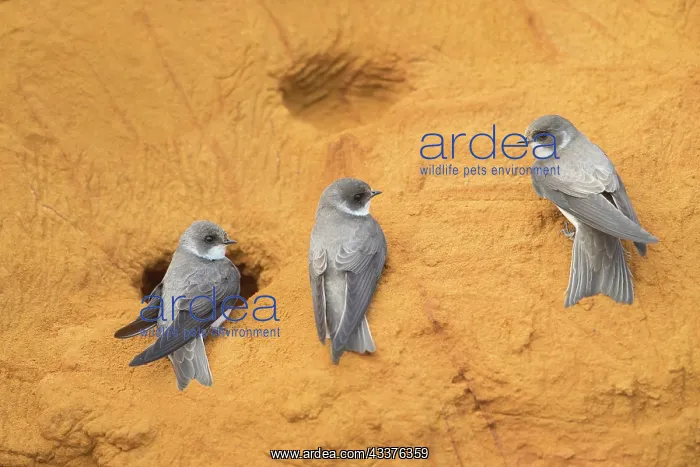 : Sand Martin - adult birds at entrance to nest - Germany : Sand Martin - adult birds at entrance to nest - Germany