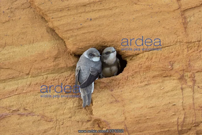: Sand Martin - adult birds at entrance to nest - Germany : Sand Martin - adult birds at entrance to nest - Germany