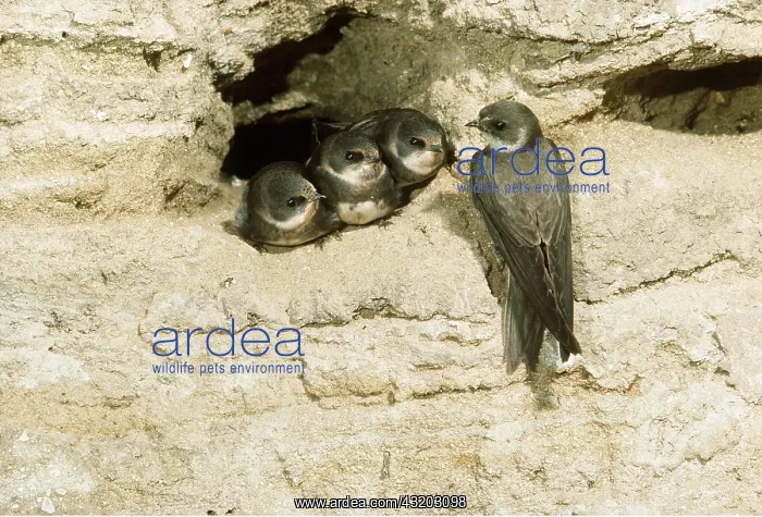 : SAND MARTIN - adult and chicks in sand hole : SAND MARTIN - adult and chicks in sand hole