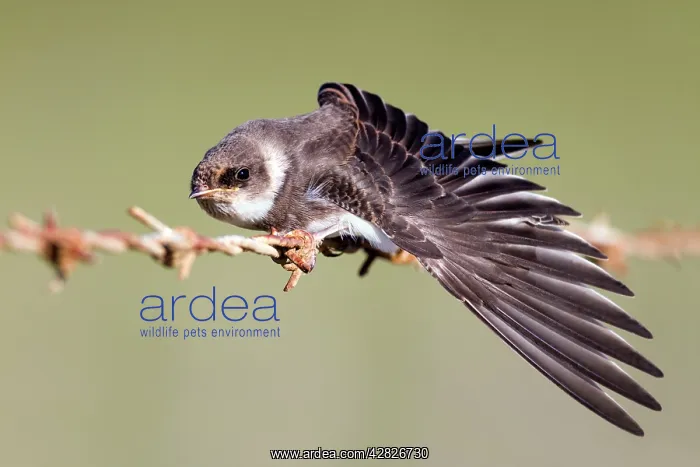 : Sand Martin - on barbed wire fence - stretching wing : Sand Martin - on barbed wire fence - stretching wing