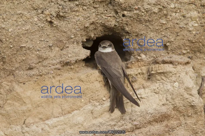 : Sand Martin - bird at nesting entrance - Sweden : Sand Martin - bird at nesting entrance - Sweden