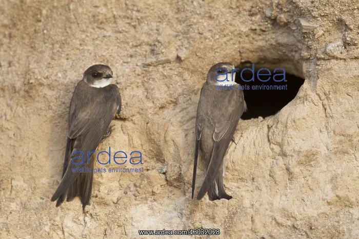 : Sand Martin - couple at nesting entrance - Sweden : Sand Martin - couple at nesting entrance - Sweden