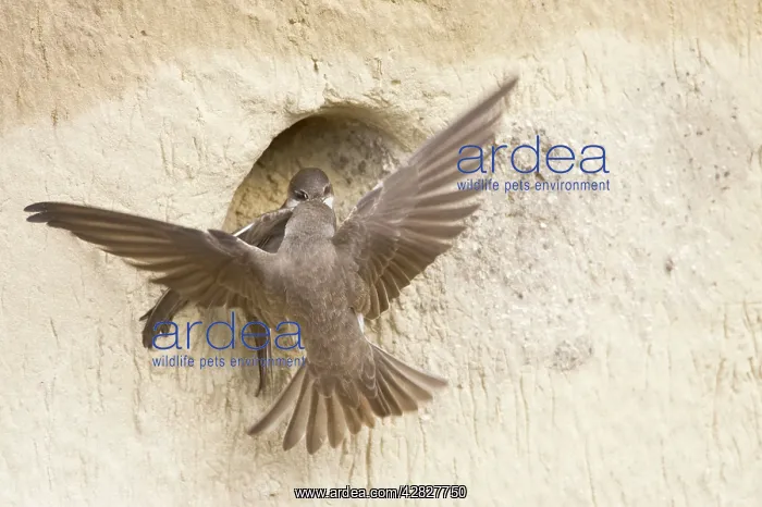 : Sand Martin - fight over nest site : Sand Martin - fight over nest site